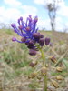 Muscari à toupet