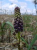 Muscari à toupet