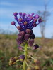 Muscari à toupet