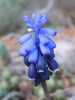 Fleur de Muscari