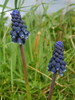 Muscari négligé