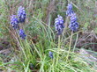 Muscari négligé