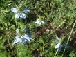 Nigelle de Damas