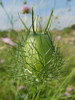 Nigelle de Damas