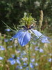 Nigelle de Damas