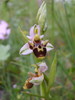 Ophrys bécasse