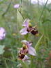 Ophrys bécasse