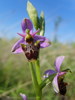 Ophrys bécasse