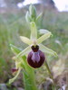 Ophrys