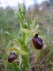 Ophrys