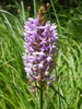 Orchis moucheron