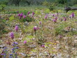 Orchis pyramidale