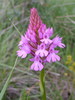 Orchis pyramidale