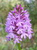 Orchis pyramidale