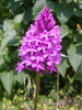 Orchis pyramidale