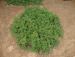 Pelargonium odorant