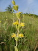 Phlomis lychnite