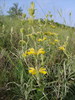 Phlomis lychnite