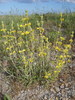 Phlomis lychnite