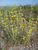 Phlomis lychnite