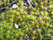 Syntrichia ruraliformis