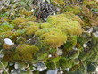 Syntrichia ruraliformis