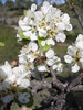 Poirier à feuilles d'amandier