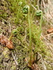 Polypode austral