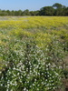 Champ de Roquette et Diplotaxis