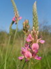 Sainfoin cultivé