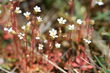 Saxifraga tridactylites