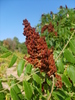 Sumac des corroyeurs