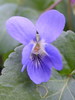 Fleur de violette odorante