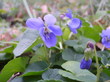 Violette odorante