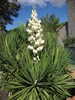 Yucca superbe