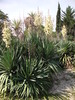 Yucca superbe