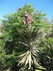 Yucca superbe