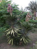 Yucca superbe