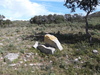 Menhir de la Pierre Plantée