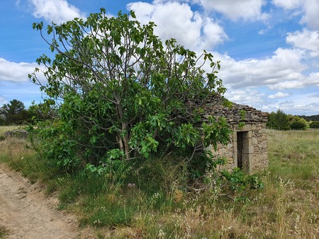 Capitelle