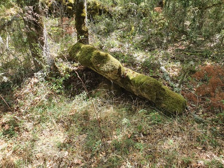 Dolmen de Concoules 5