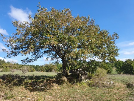 Dolmen de la Fabière