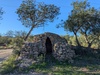 Barraca del Tutu