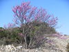 Arbre de Judée