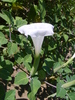 Datura innoxia