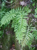 Polypode austral