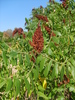 Sumac des corroyeurs