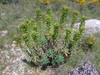 Euphorbe characias