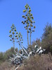 Agave américain