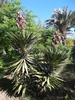 Yucca superbe